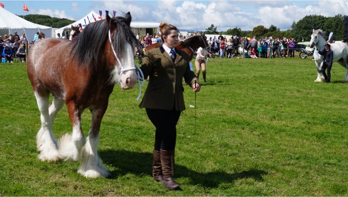 horse exhibition